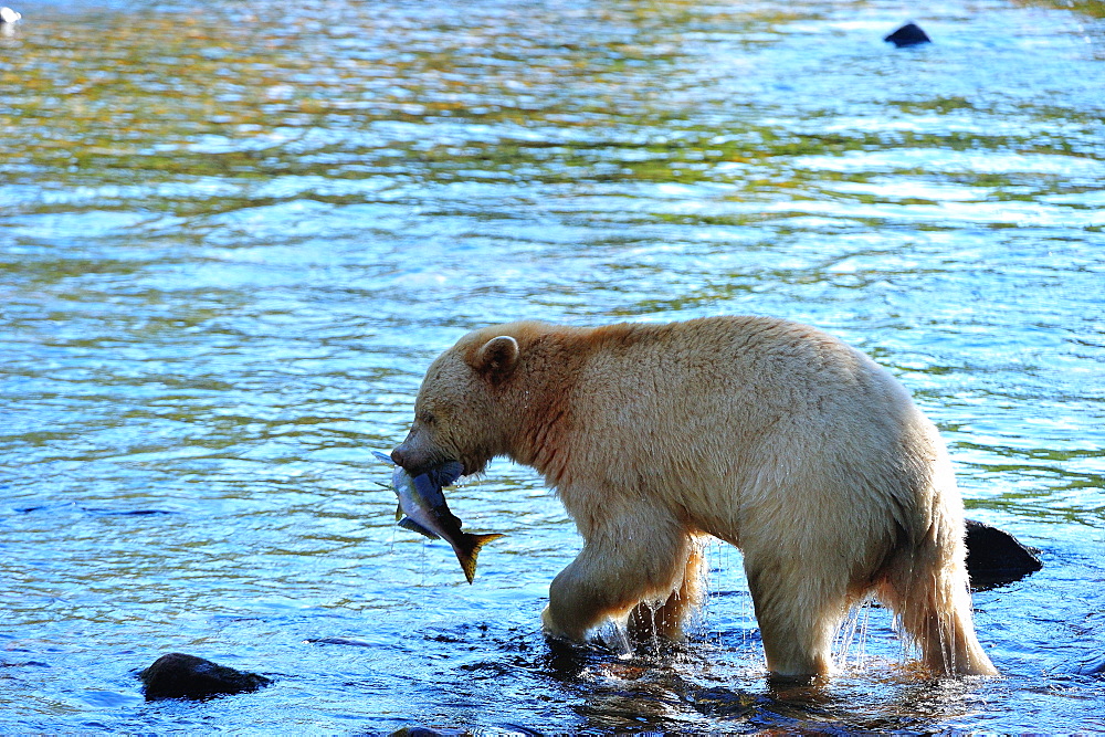 Spirit bear (Kermode bear) with salmon catch, Great Bear Rainforest, British Columbia, Canada, North America 