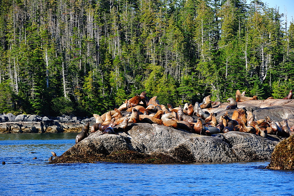 Sea lions in Great Bear Rainforest, British Columbia, Canada, North America 