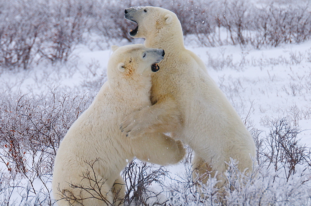 Polar bears sparring, Churchill, Hudson Bay, Manitoba, Canada, North America 