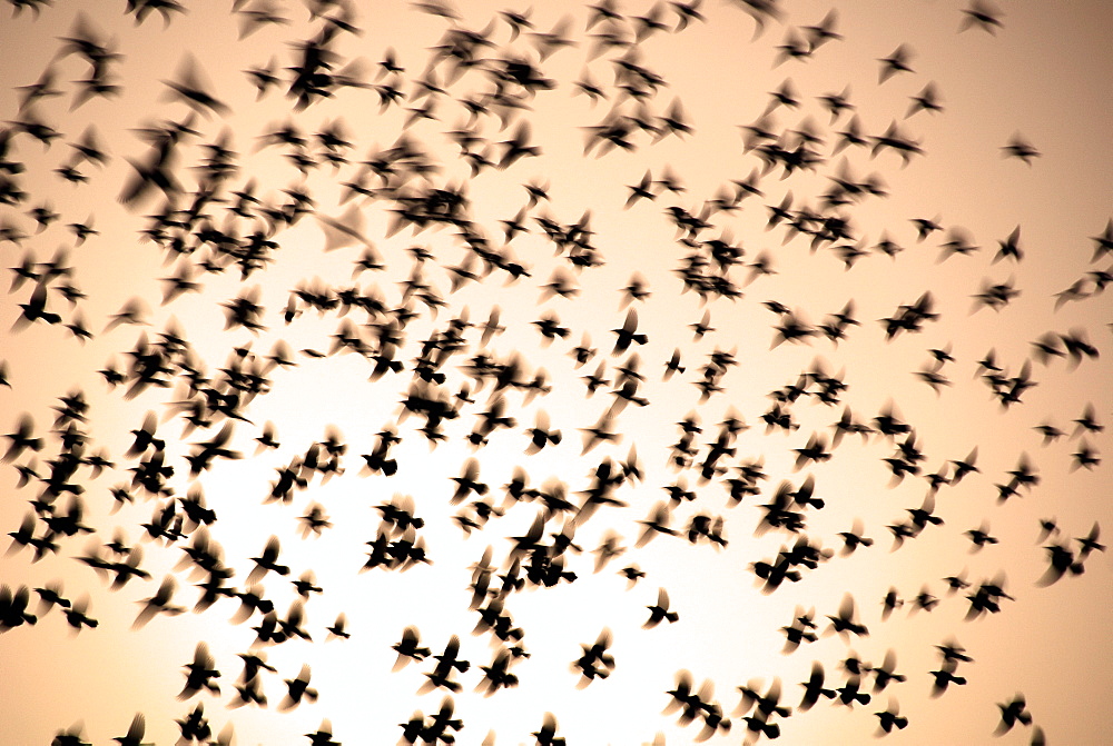 Doves in flight, Maharashtra, India, Asia