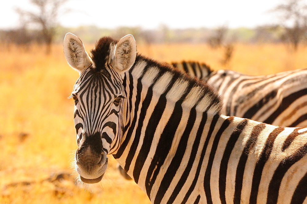 Desert zebra, Skeleton Coast, Namibia, Africa