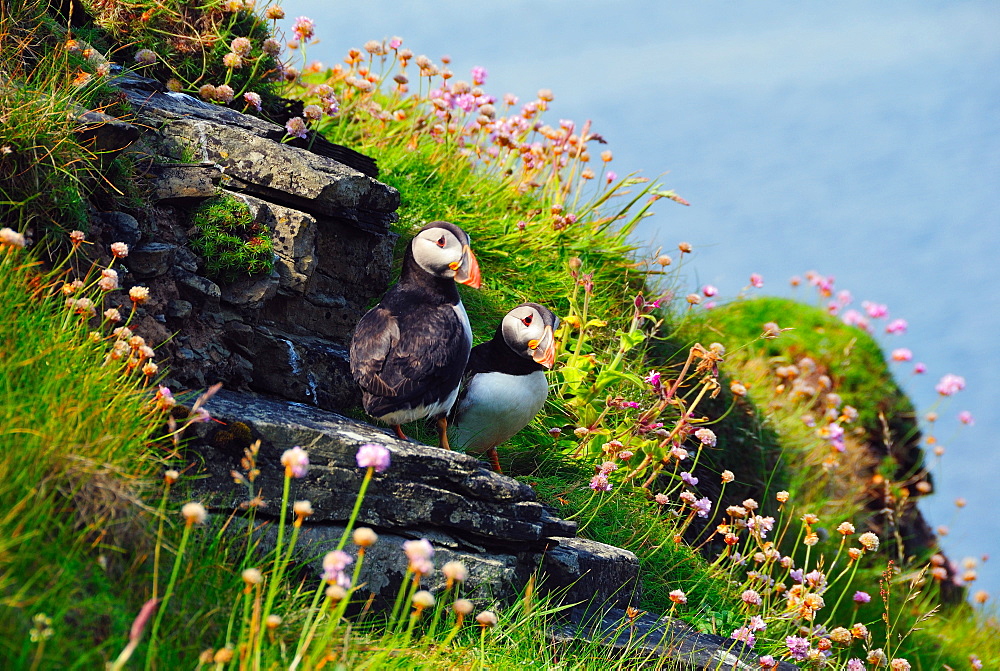 Two puffins, Westray, Orkney Islands, Scotland, United Kingdom, Europe 