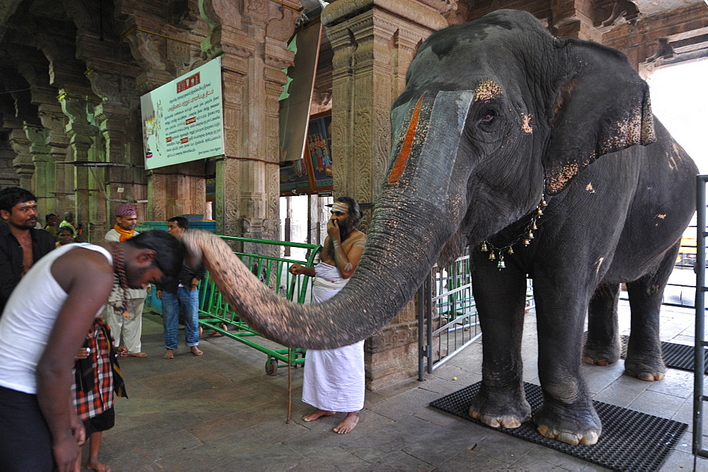 Elephant blessing, Srirangam, Tamil Nadu, India, Asia