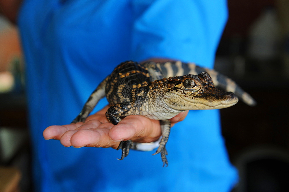 Baby alligator, Louisiana, United States of America, North America 