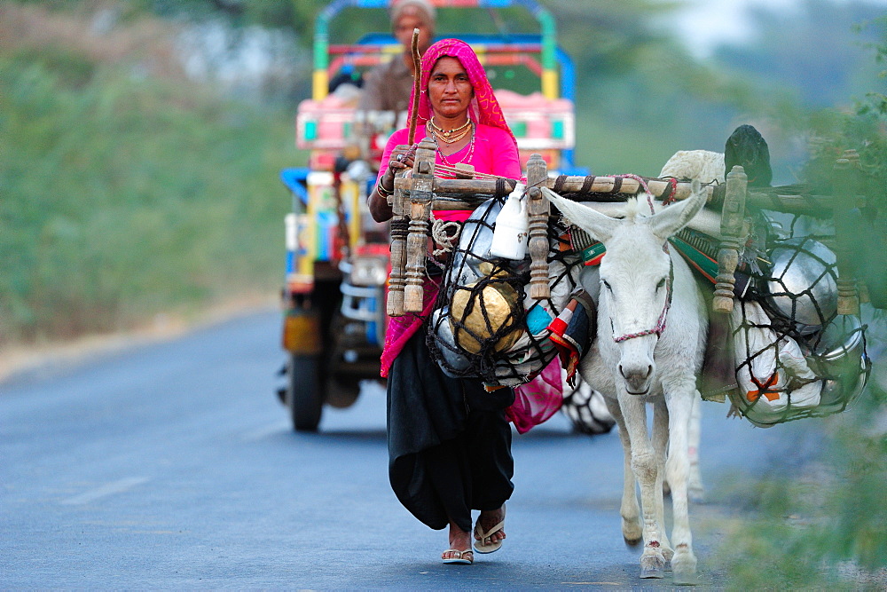 A nomadic woman travelling with her donkey, Gujarat, India, Asia