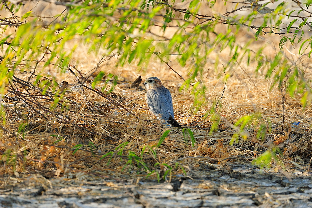 Merlin, a critically endangered bird in Little Rann of Kutch, Gujarat, India, Asia