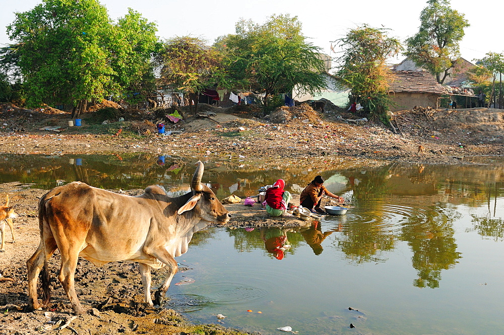 Washing vessels in stagnant water of pond also used by cattle, behind houses, Gujarat, India, Asia