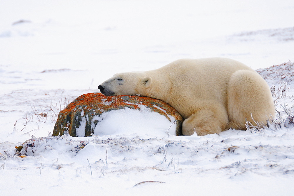 Polar bear resting, Churchill, Hudson Bay, Manitoba, Canada, North America 