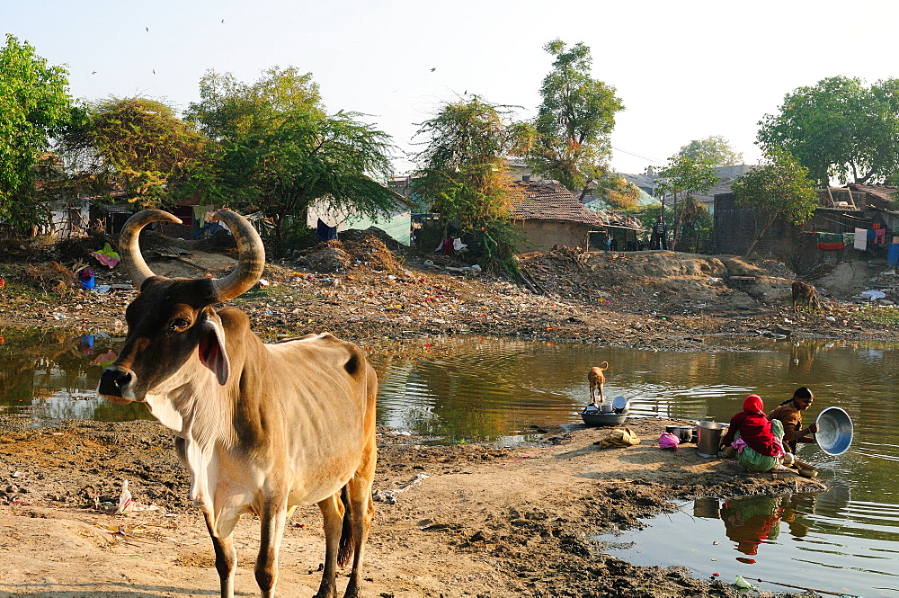 Washing vessels in stagnant water of pond also used by cattle, behind houses, Gujarat, India, Asia