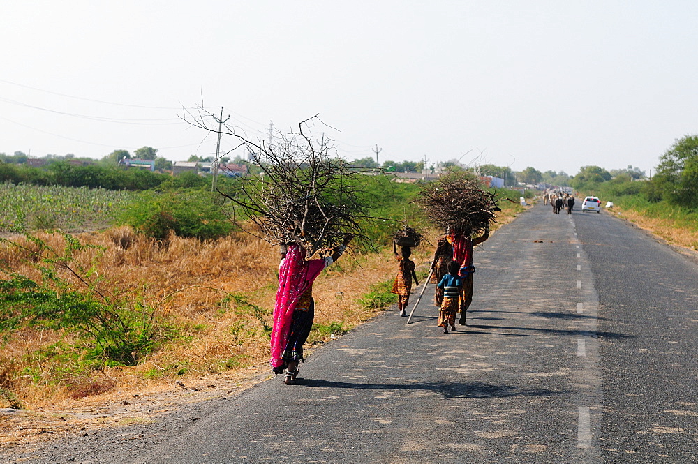 Tribal woman carrying firewood home, Gujarat, India, Asia