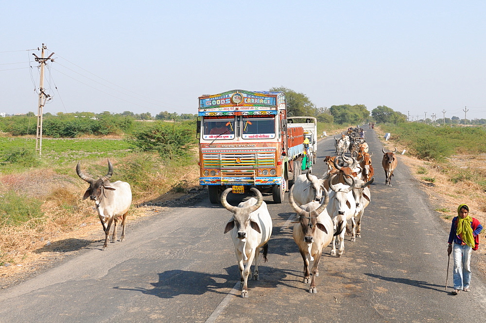 Cows blocking the highway traffic in India, Gujarat, India, Asia