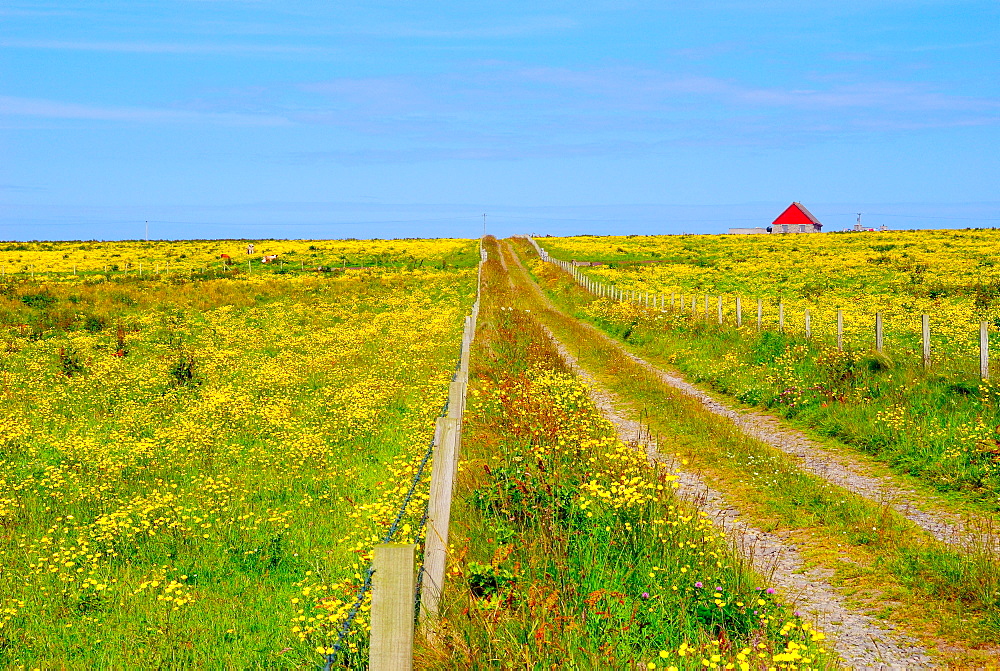 Orkney farm and a red house, Westray, Orkney Islands, Scotland, United Kingdom, Europe