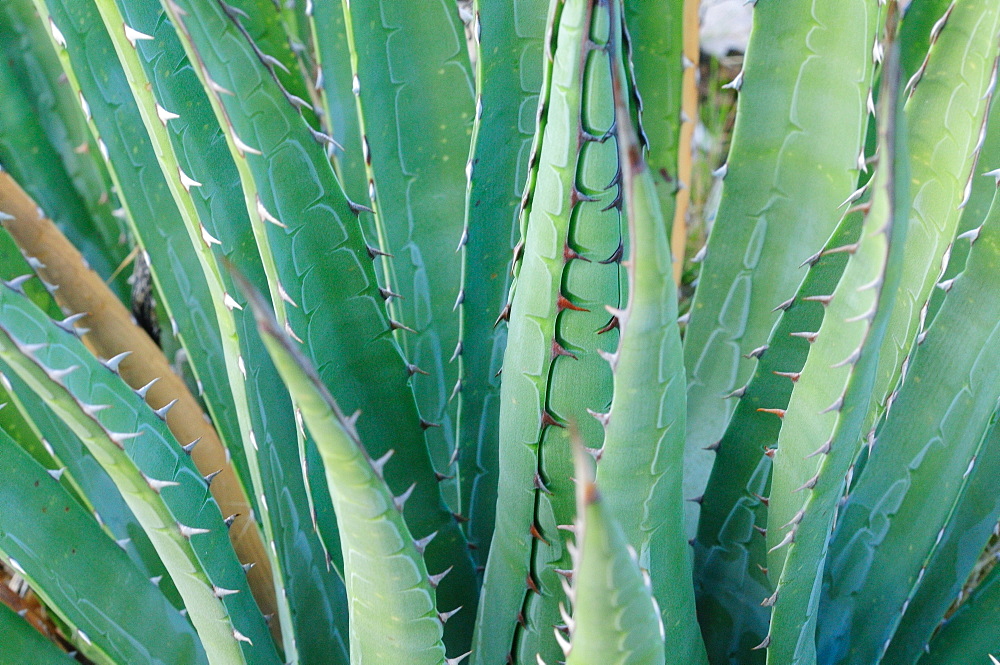 Agave on the Bright Angel trail, Colorado, United States of America, North America