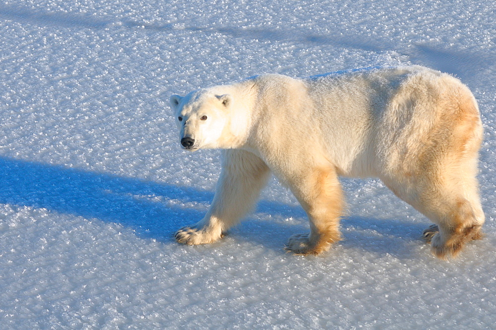 Polar bear on fresh snow, Wapusk National Park, Manitoba, Canada, North America 