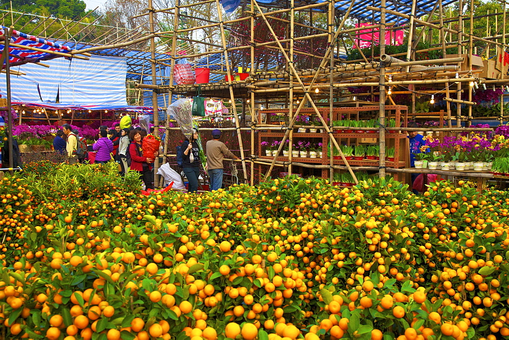 Chinese New Year Flower Market, Hong Kong, China, Asia