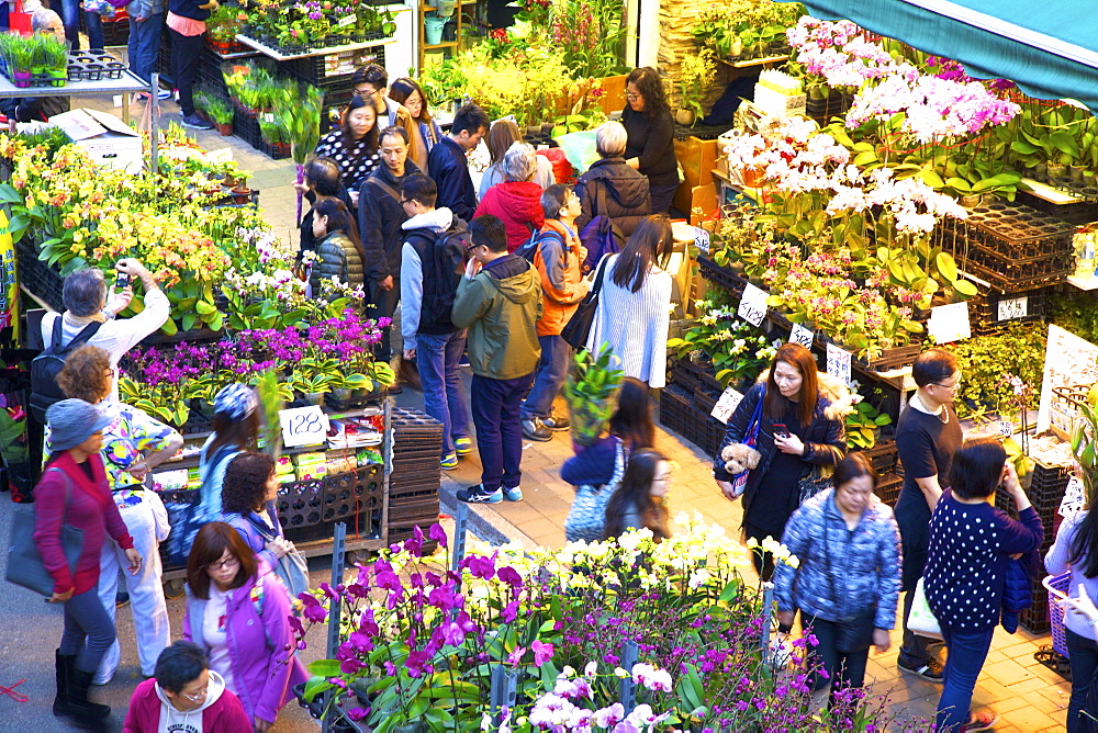 Chinese New Year Flower Market, Hong Kong, China, Asia