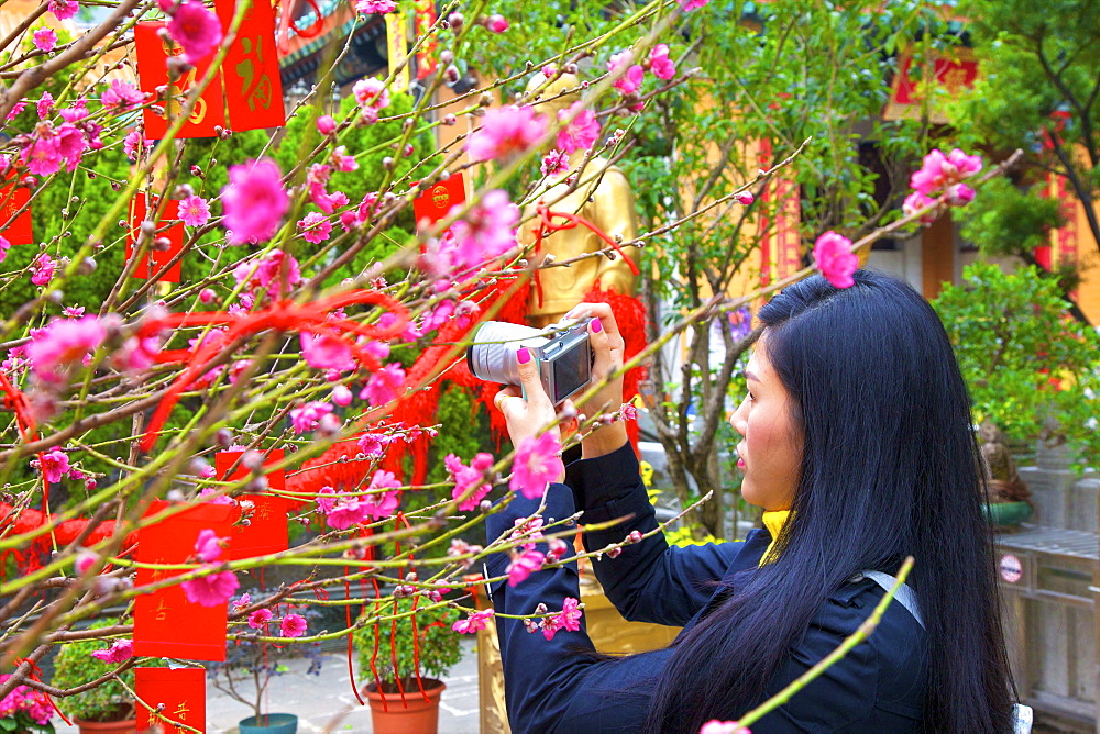 Cherry blossom trees with Lai See Red Envelopes for Chinese New Year, Hong Kong, China, Asia