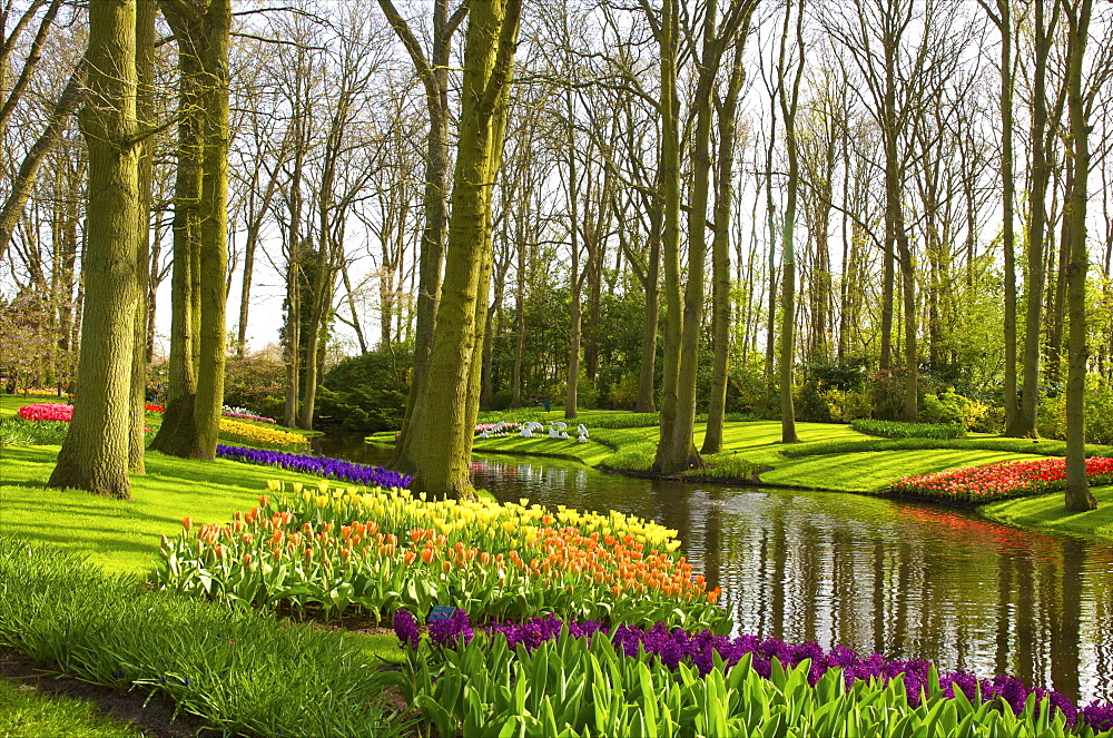 Flowers at Keukenhof Gardens, Lisse, Netherlands, Europe