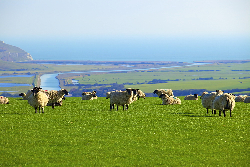 Sheep with Cuckmere Haven in the background, East Sussex, England, United Kingdom, Europe