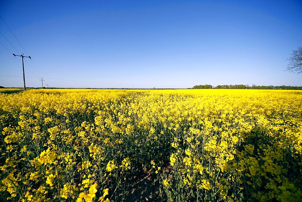 Yellow rapeseed field, East Yorkshire, Yorkshire, England, United Kingdom, Europe