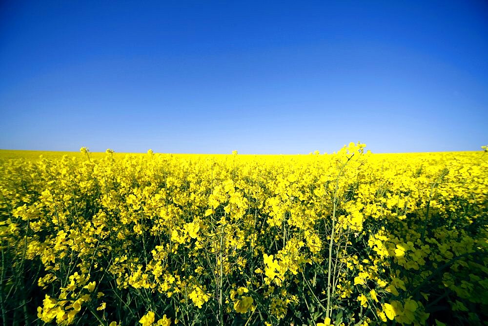 Yellow rapeseed field, East Yorkshire, Yorkshire, England, United Kingdom, Europe