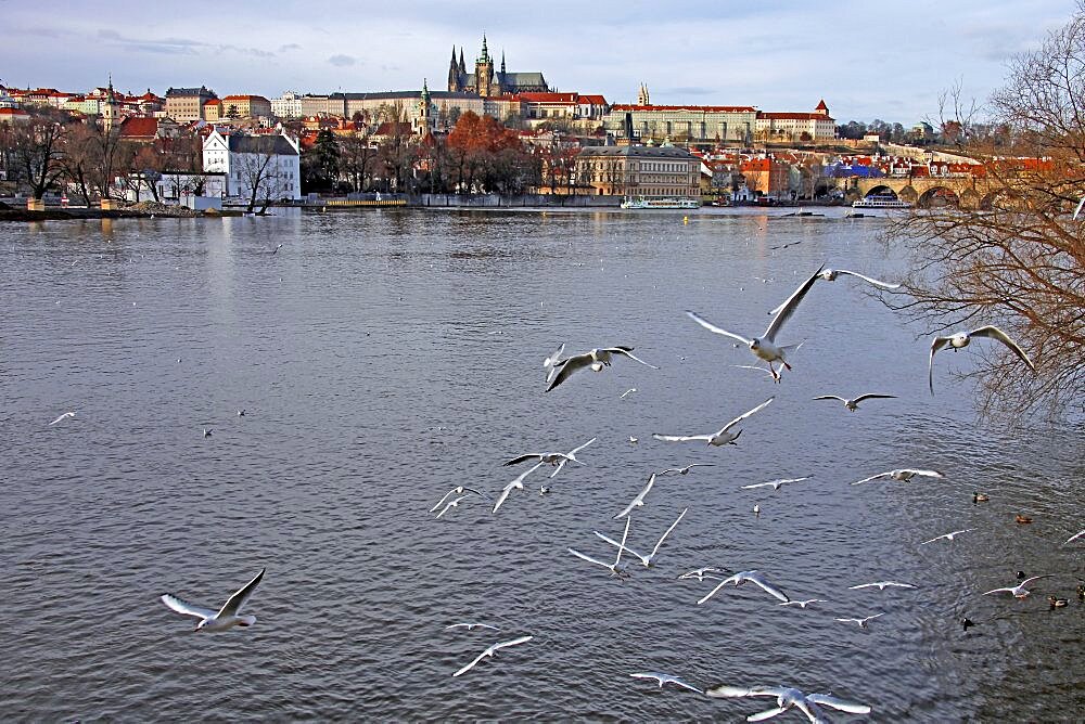 Black-headed gulls, Vltava River and St. Vitus Cathedral, Prague, Czech Republic, Europe