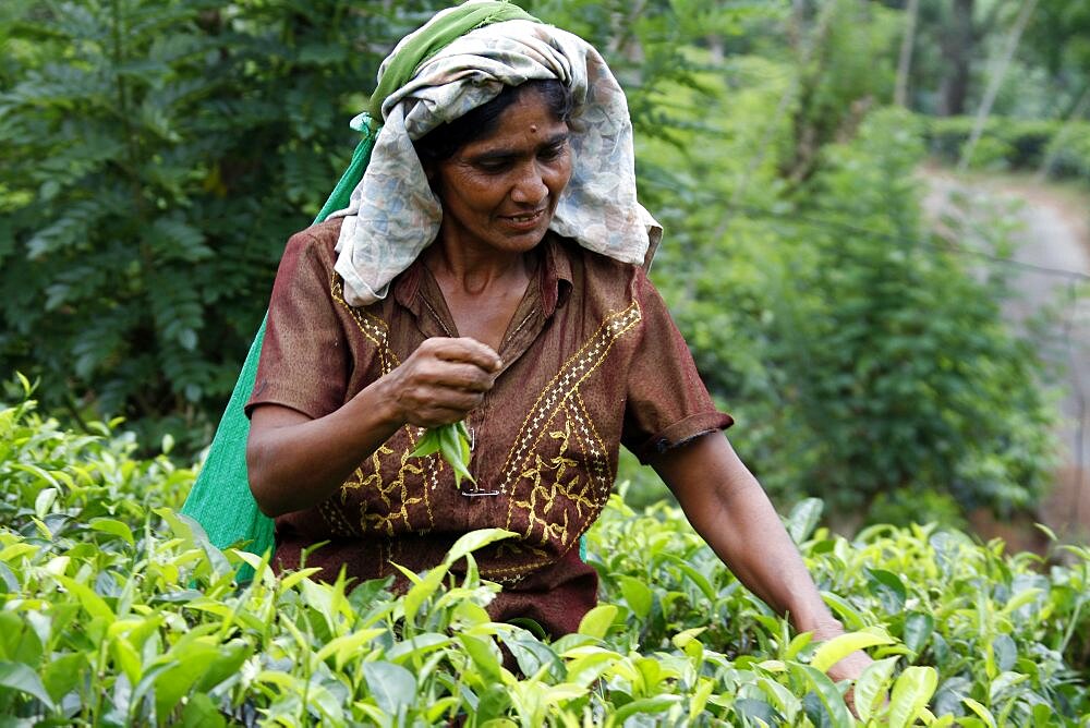 Tea picker at Geragama Plantation, Pilimatalawa, Sri Lanka, Asia