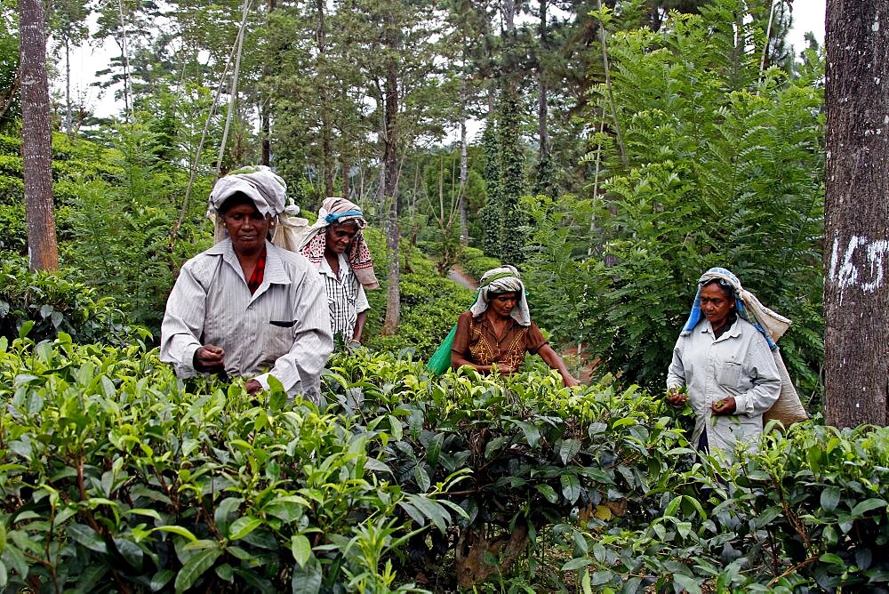 Tea pickers at Geragama Plantation, Pilimatalawa, Sri Lanka, Asia