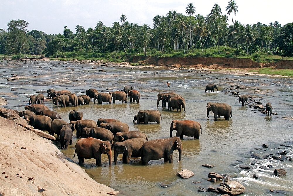 Asian elephants in Maha Oya River, Kegalle, Sabaragamuwa, Sri Lanka, Asia