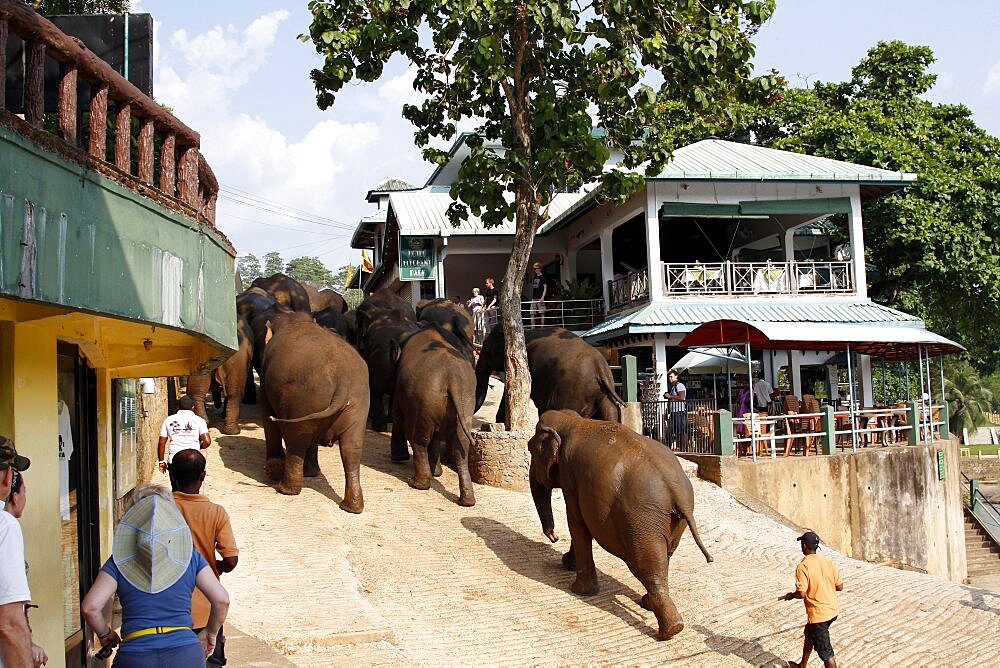 Asian Elephants walking up hill, Kegalle, Sabaragamuwa, Sri Lanka, Asia