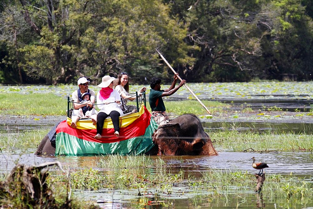 Tourists on elephant ride in lake, Sigiriya, Sri Lanka, Asia