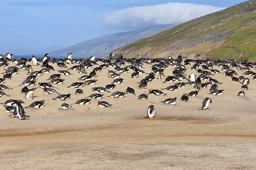 Gentoo penguin (Pygoscelis papua) rookery, Saunders Island, Falkland Islands, South America 