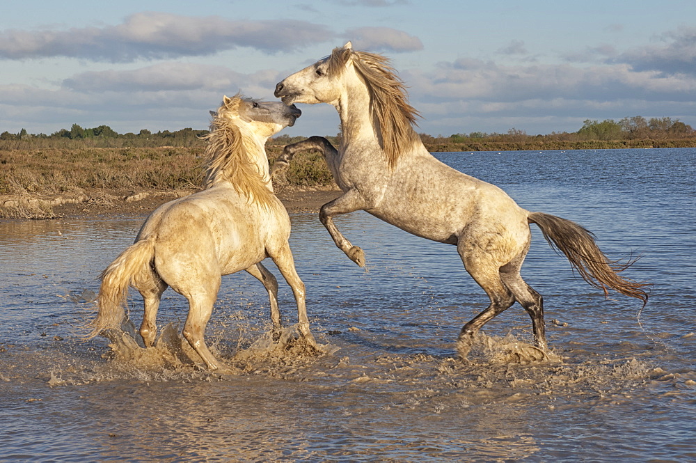 Camargue horses, stallions fighting in the water, Bouches du Rhone, Provence, France, Europe