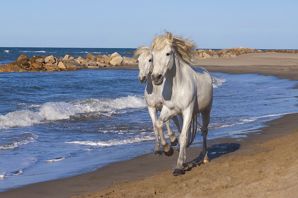 Camargue horses running on the beach, Bouches du Rhone, Provence, France, Europe 