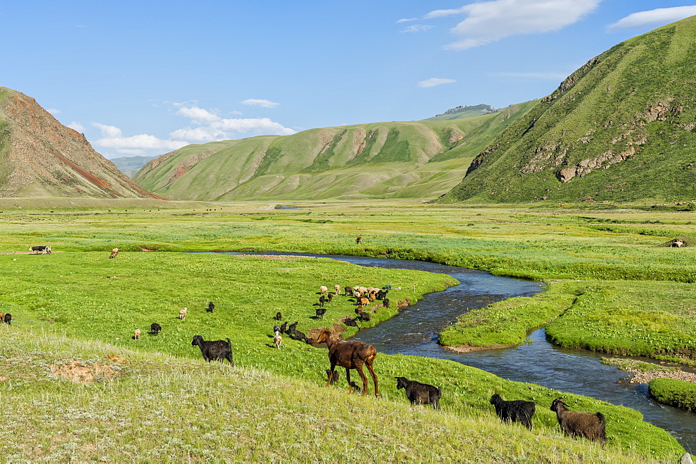 Goat herd grazing along a mountain river, Naryn Gorge, Naryn Region, Kyrgyzstan, Central Asia, Asia