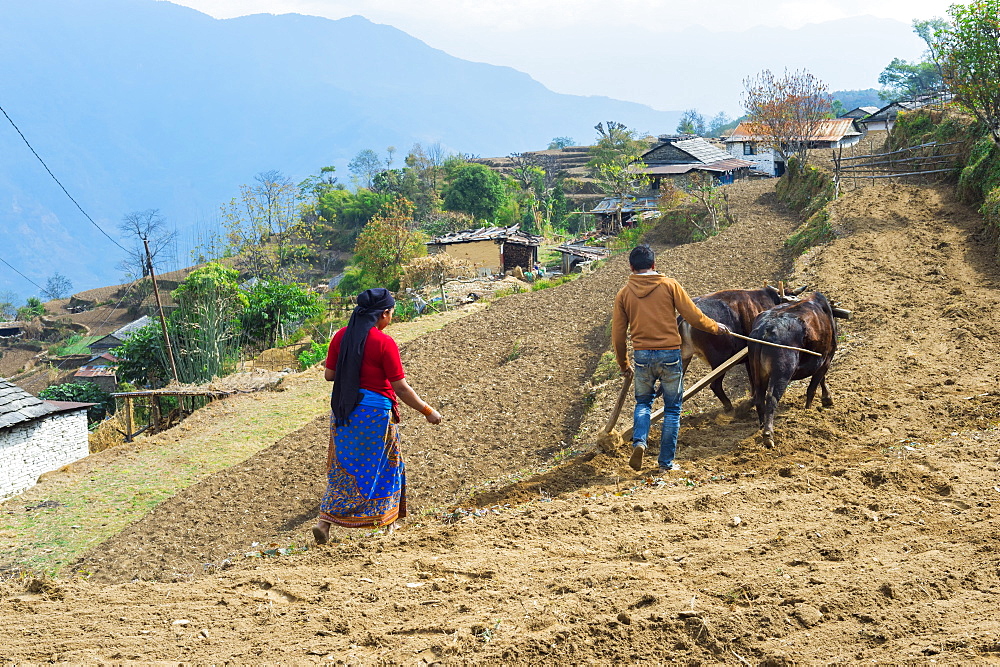 Nepalese couple working in a terrace field, Dhampus Mountain village, Nepal, Asia