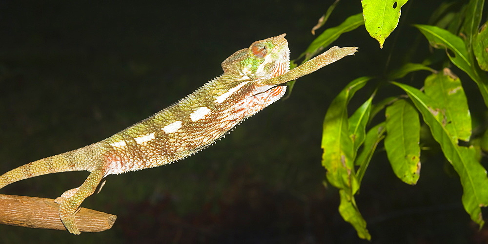 Panther chameleon (Furcifer pardalis), Madagascar, Africa 