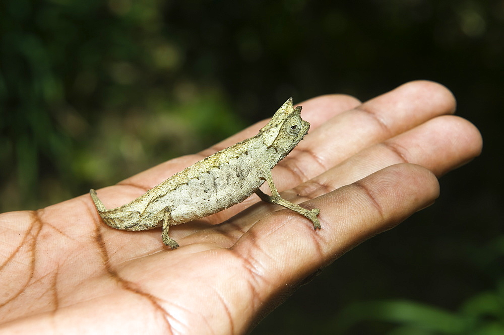 Pygmy leaf chameleon (Brookesia minima), Madagascar, Africa 