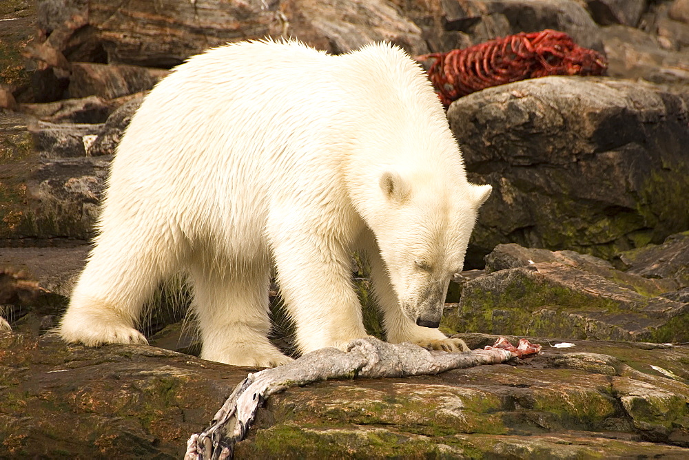 Polar bear feeding on a seal carcass, Button Islands, Labrador, Canada, North America 