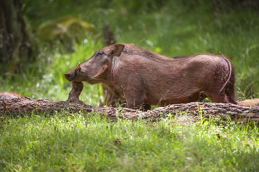 Eritrean warthog (Phacochoerus africanus aeliani) scratching on a log, Bale Mountains, Ethiopia, Africa 