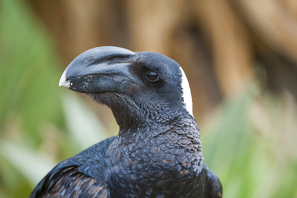 Thick-billed raven (Corvus crassirostris), Simien mountains National Park, Amhara region, North Ethiopia, Africa 