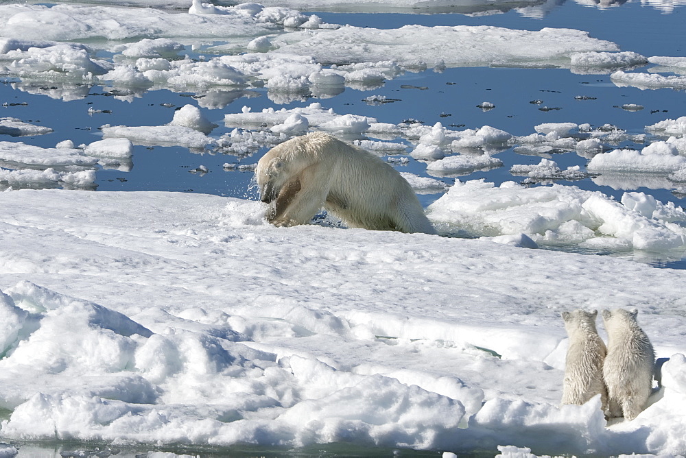 Female polar bear (Ursus maritimus) hunting a ringed seal (Pusa hispida) (phoca hispida) accompanied by two cubs, Svalbard Archipelago, Barents Sea, Norway, Scandinavia, Europe 