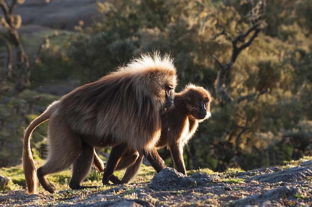 Gelada baboons (Theropithecus Gelada) on a cliff at sunset, Simien Mountains National Park, Amhara region, North Ethiopia, Ethiopia, Africa 