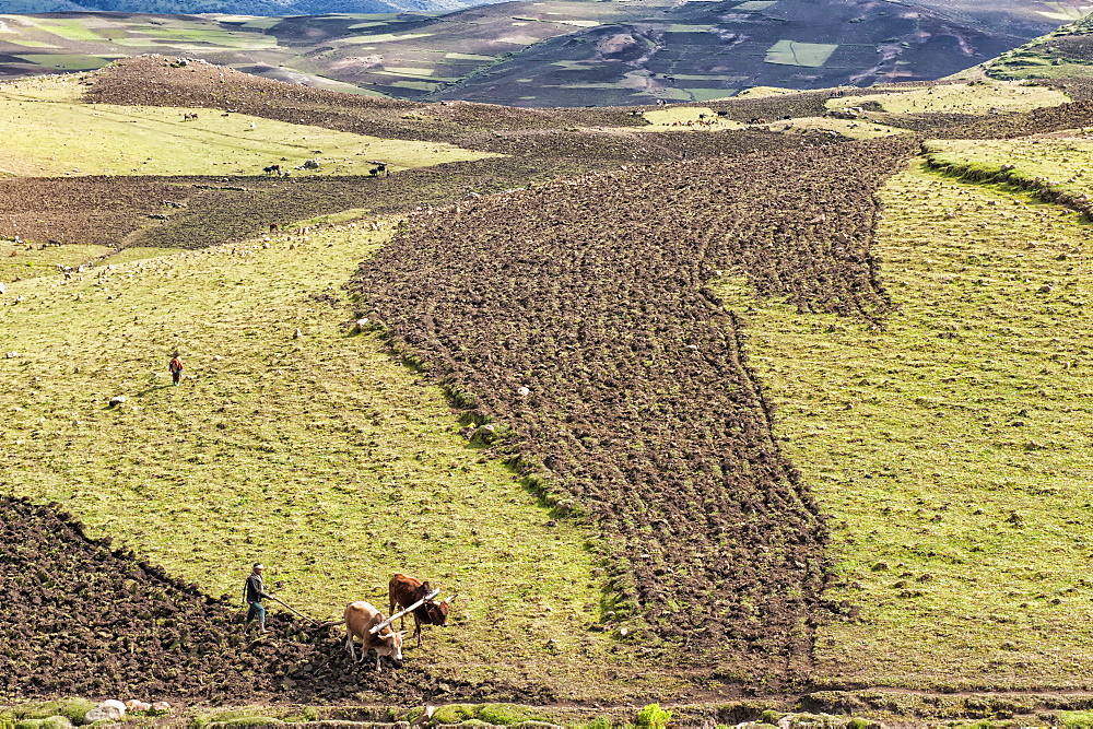 Farmer working his field, Simien Mountains National Park, UNESCO World Heritage Site, Amhara region, Ethiopia, Africa 