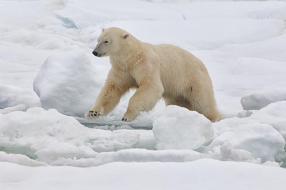 Female polar bear (Ursus maritimus), Svalbard Archipelago, Barents Sea, Norway, Scandinavia, Europe 