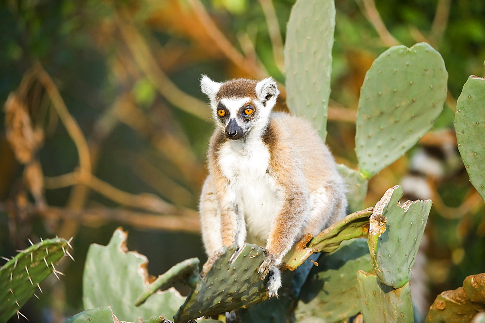 Ring-tailed lemur (Lemur catta) on cactus, near Threatened, Berenty Nature Reserve, Madagascar, Africa 