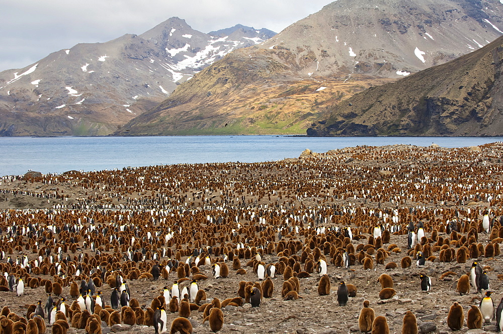 King penguin (Aptenodytes patagonicus) colony, St. Andrews Bay, South Georgia Island, Polar Regions 