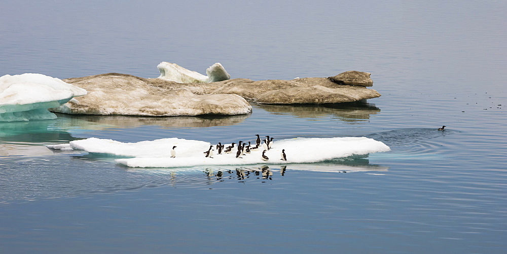 Brunnich's guillemots (thick-billed murres) (Uria lomvia), Cape Waring, Wrangel Island, UNESCO World Heritage Site, Chuckchi Sea, Chukotka, Russia, Eurasia 