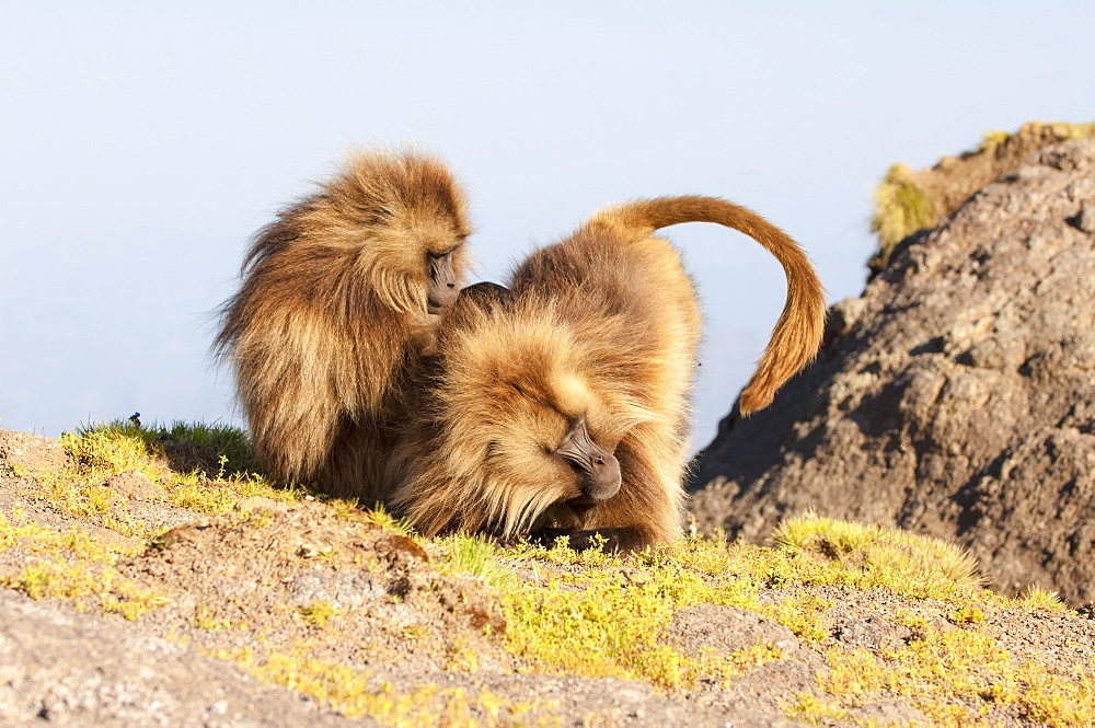 Gelada baboon (Theropithecus Gelada) grooming each other, Simien Mountains National Park, Amhara region, North Ethiopia, Africa 