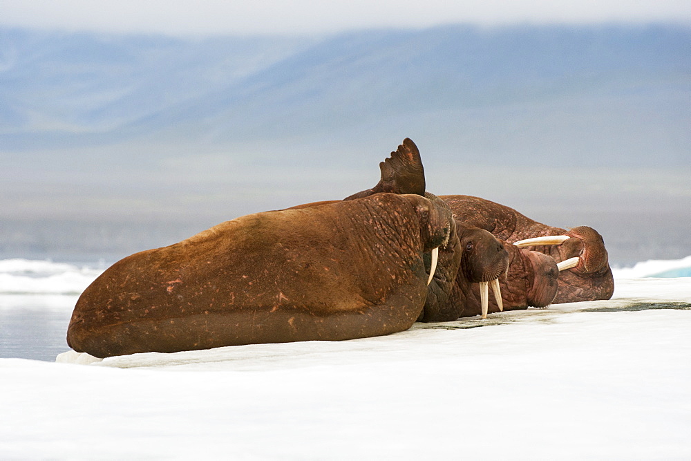 Group of walrus (Odobenus rosmarus) resting on the ice, Cape Waring, Wrangel Island, UNESCO World Heritage Site, Chuckchi Sea, Chukotka, Russia, Eurasia 